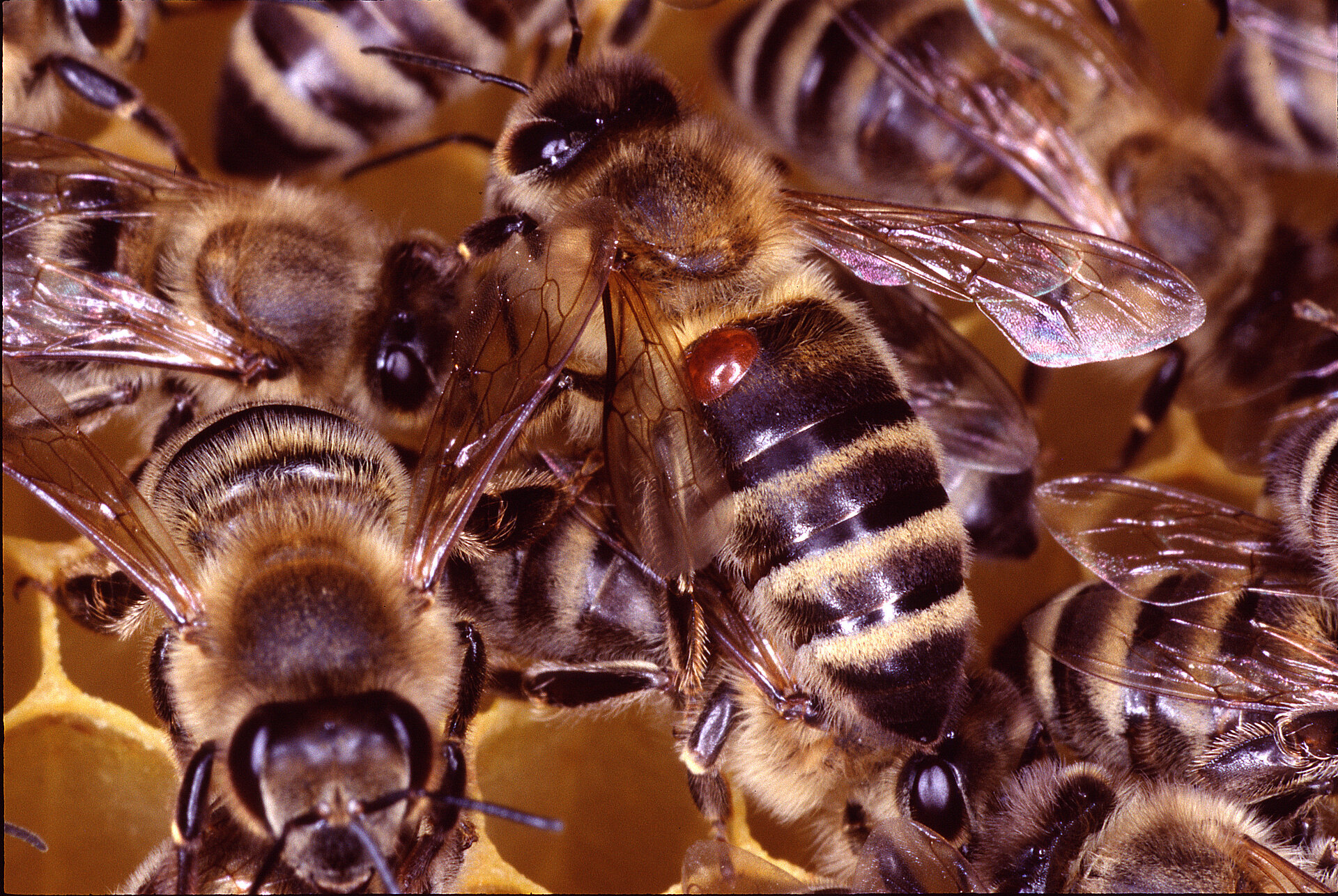 Honigbiene mit einer Varroamilbe auf dem Rücken