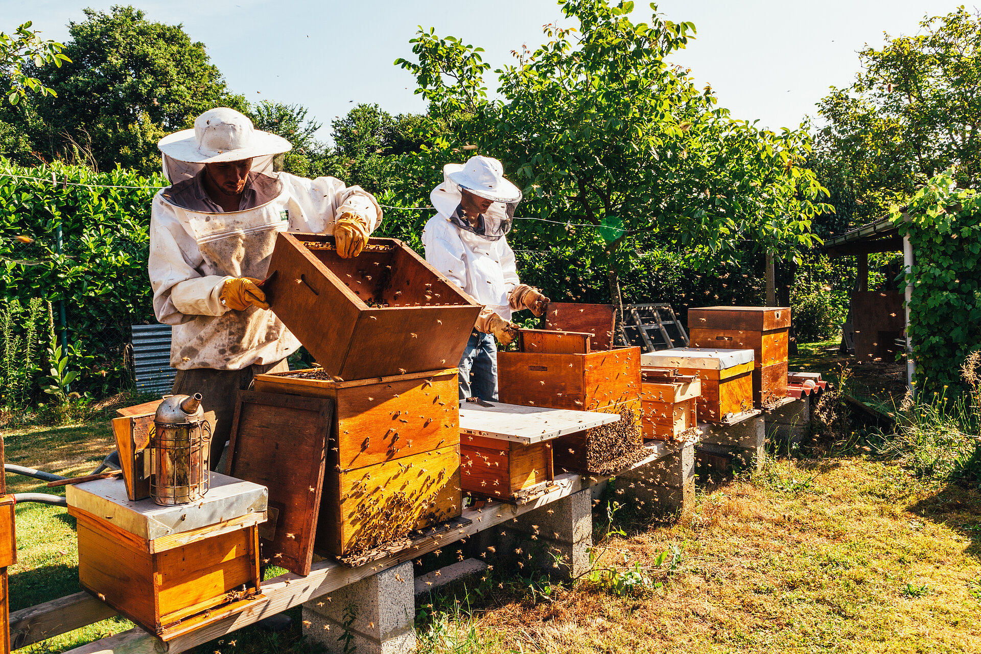 Zwei Imker arbeiten am Bienenstock