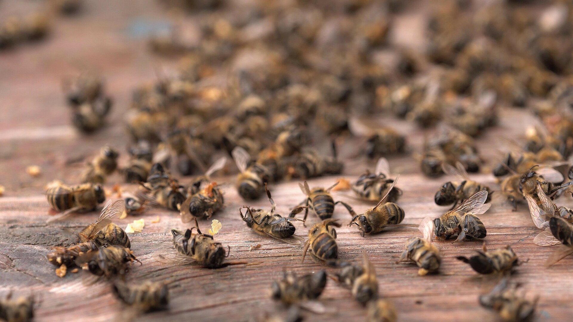 Viele tausende tote Bienen auf dem Boden
